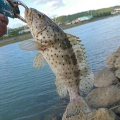 マダラハタの釣果