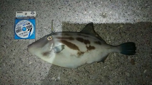 カワハギの釣果