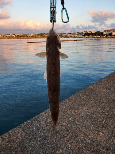 エソの釣果