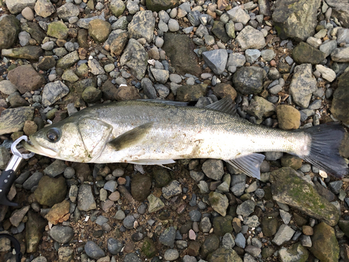 フッコ（マルスズキ）の釣果