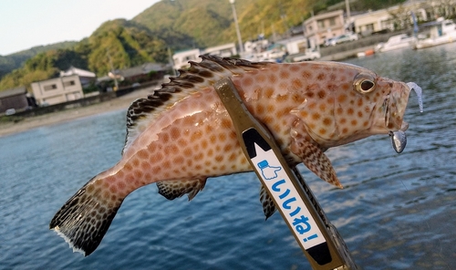 オオモンハタの釣果