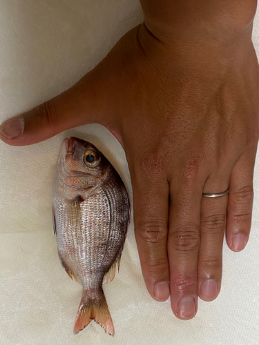 タイの釣果