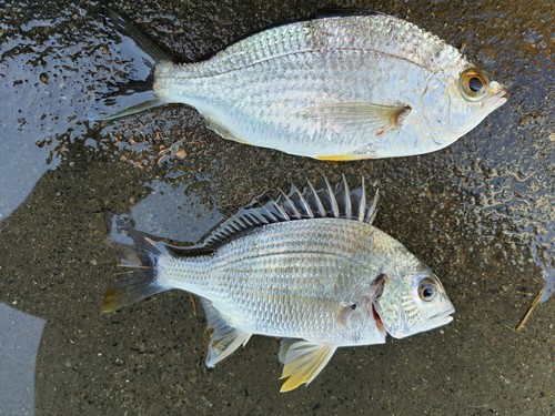 クロサギの釣果