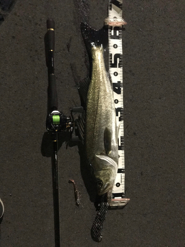 シーバスの釣果