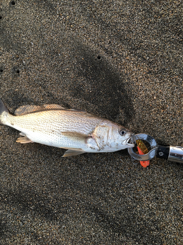 イシモチの釣果