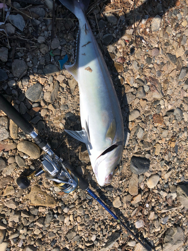 カンパチの釣果