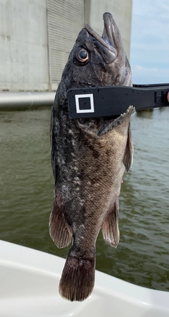 クロソイの釣果