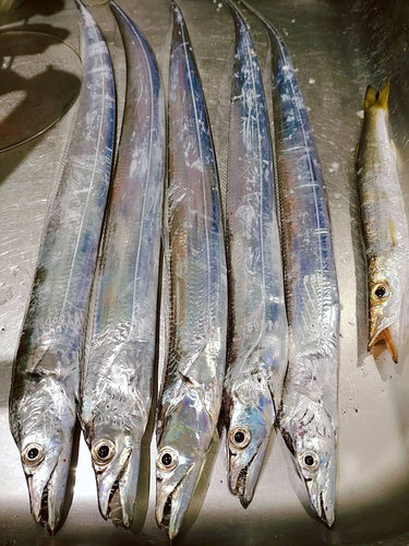 タチウオの釣果