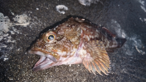 ウッカリカサゴの釣果