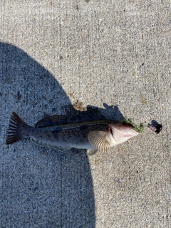 アイナメの釣果