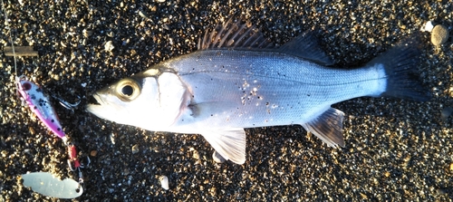 セイゴ（マルスズキ）の釣果