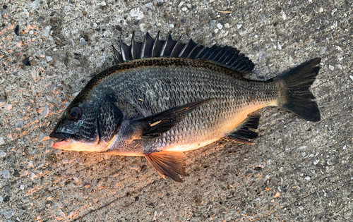 チヌの釣果