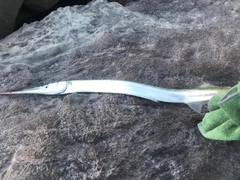 ダツの釣果