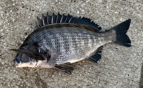 チヌの釣果