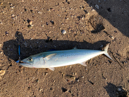 サゴシの釣果