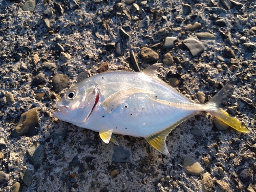 メッキの釣果