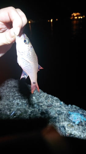 クロホシイシモチの釣果