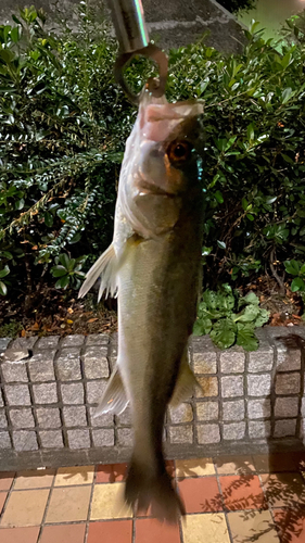 シーバスの釣果