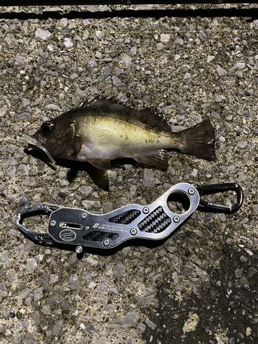 アオメバルの釣果