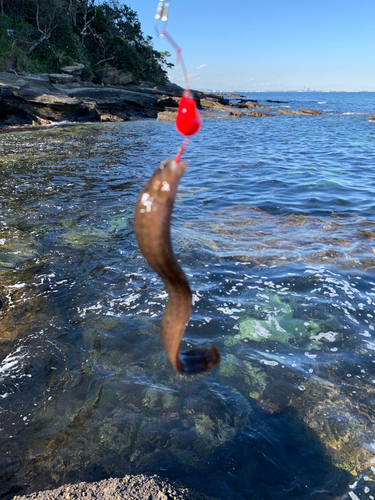 ギンポの釣果