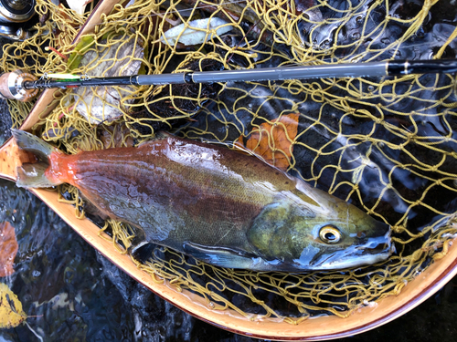 ヒメマスの釣果