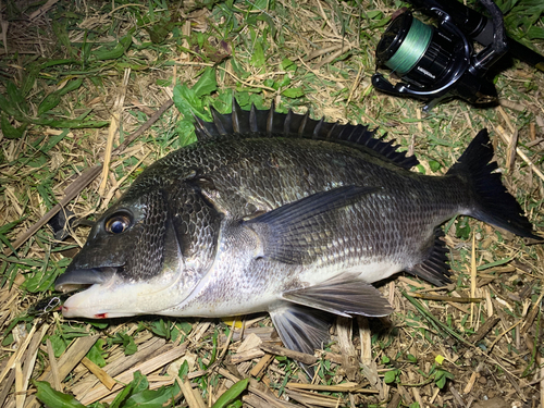 チヌの釣果