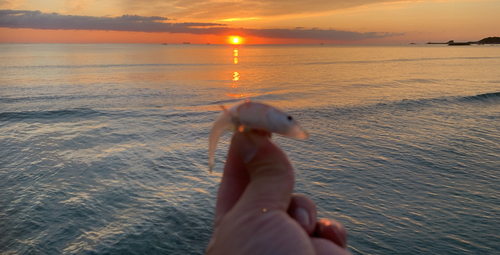 キスの釣果