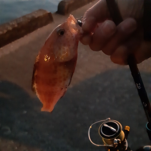 オオモンハタの釣果