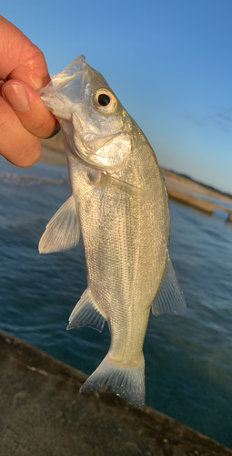 セイゴ（マルスズキ）の釣果