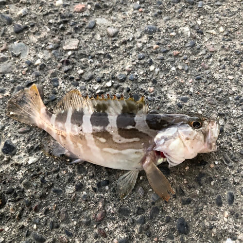 ハタの釣果