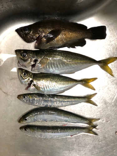 アジの釣果