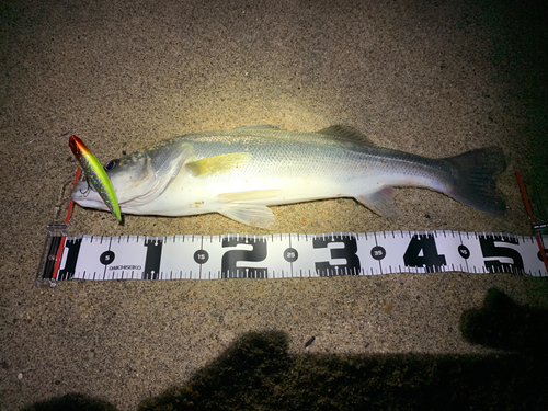 シーバスの釣果