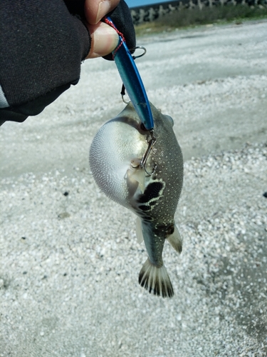 フグの釣果