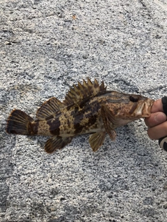 ベッコウゾイの釣果