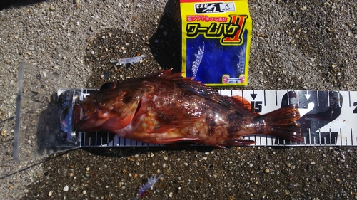 カサゴの釣果