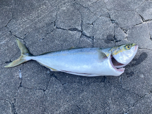 イナダの釣果