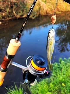 カワムツの釣果