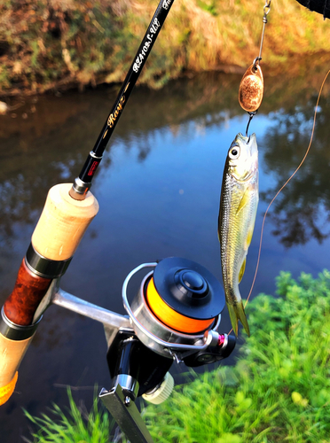 カワムツの釣果