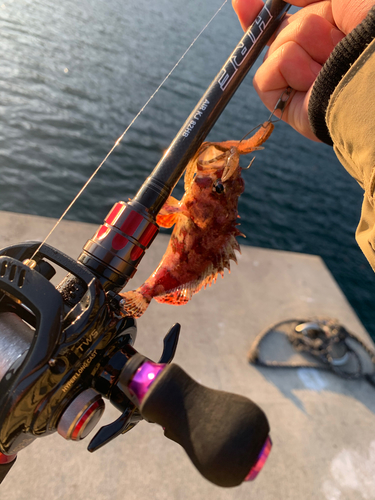 ヨロイメバルの釣果