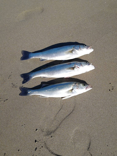 マルスズキの釣果