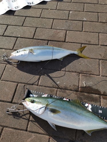 ハマチの釣果