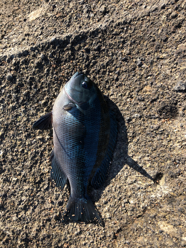 メジナの釣果