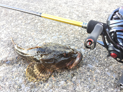 カジカの釣果