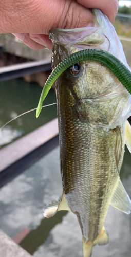 ラージマウスバスの釣果