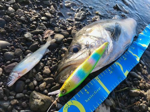 シーバスの釣果