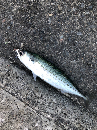 サバの釣果