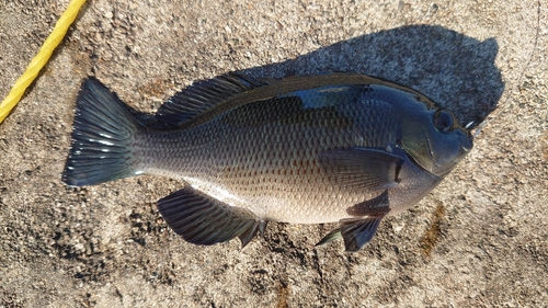 メジナの釣果