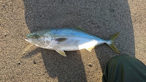 イナダの釣果