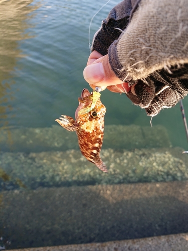 アラカブの釣果