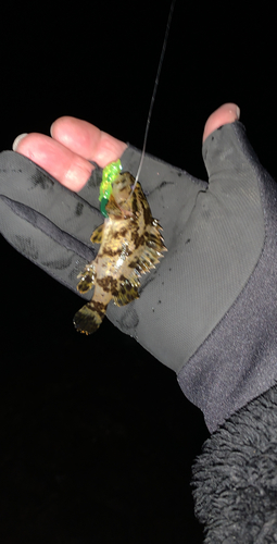 タケノコメバルの釣果